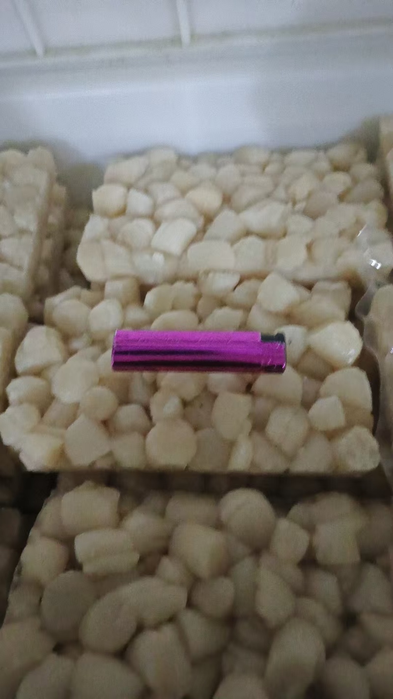 扇贝丁产地秦皇岛现货大量供应品质保证欢迎各地客商诚信对接