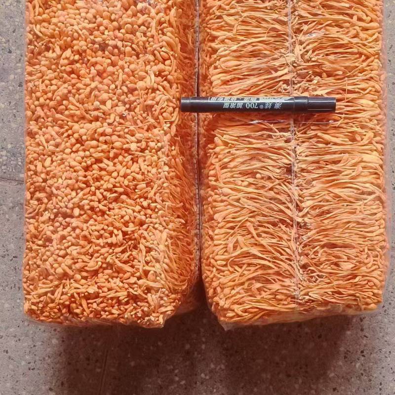 长条带头虫草花，颜色漂亮。干净。没有包心。