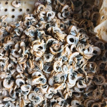 扇贝饲料边现货大量供应欢迎各地客商致电诚信对接每一个客商