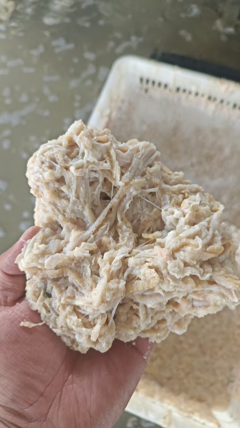 扇贝边子食品级现货供应产自秦皇岛欢迎各地客商致电诚信对接