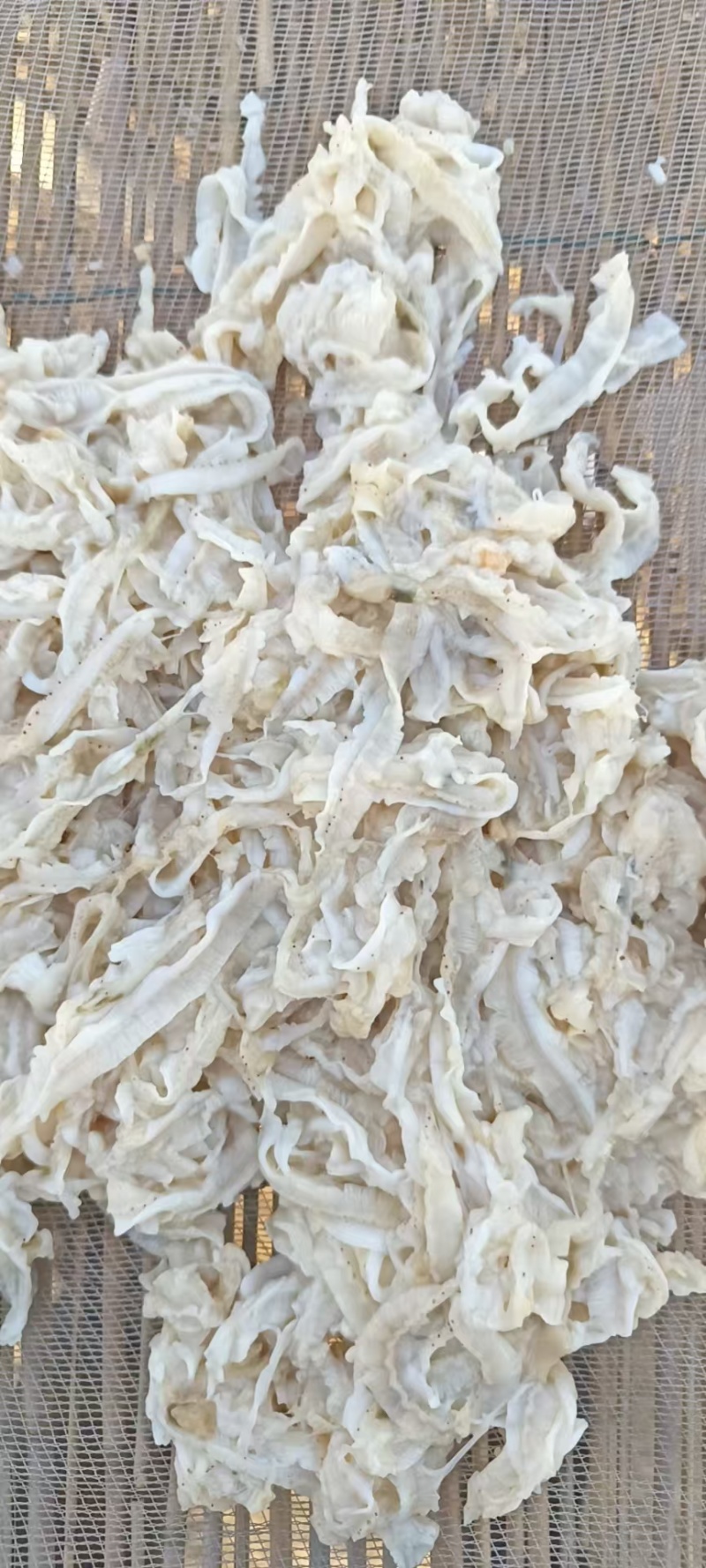 扇贝边子食品级现货供应产自秦皇岛欢迎各地客商致电诚信对接