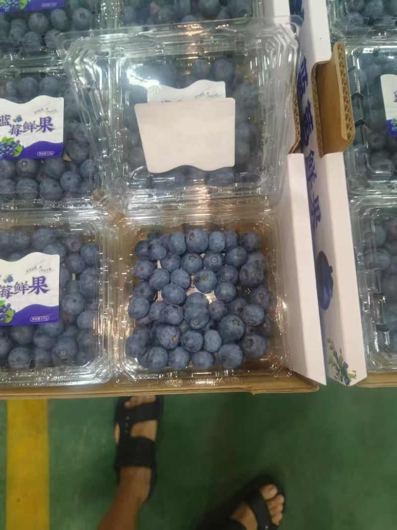 新鲜蓝莓