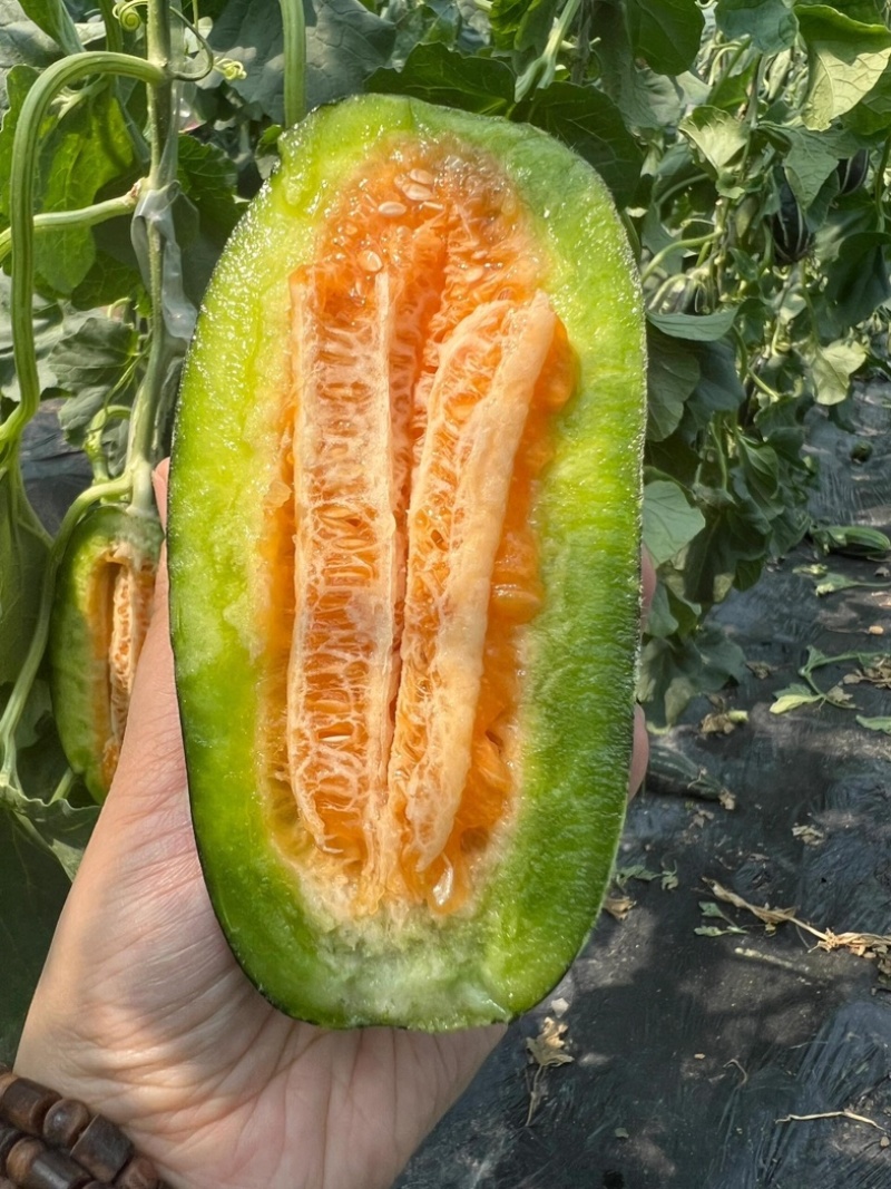 【实力推荐】陕西博洋61号甜瓜脆甜多汁爽口大量批发货源足