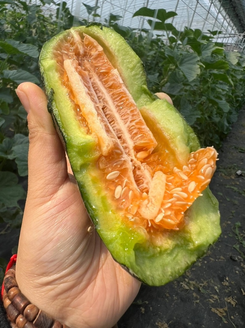 【实力推荐】陕西博洋61号甜瓜脆甜多汁爽口大量批发货源足