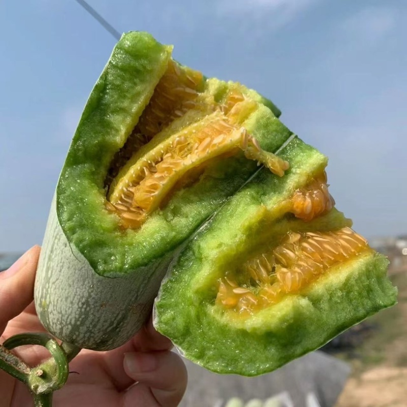 【实力推荐】陕西博洋61号甜瓜脆甜多汁爽口大量批发货源足