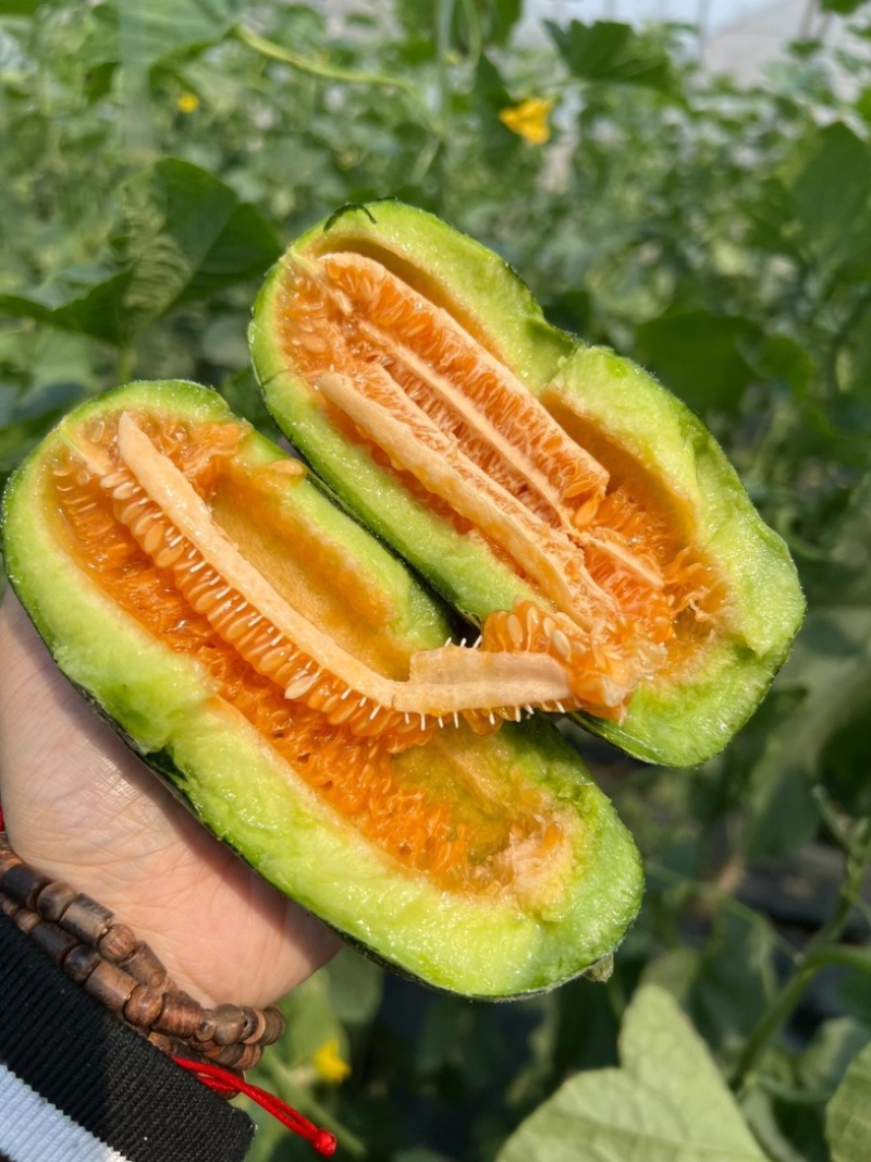 【实力推荐】陕西博洋61号甜瓜脆甜多汁爽口大量批发货源足