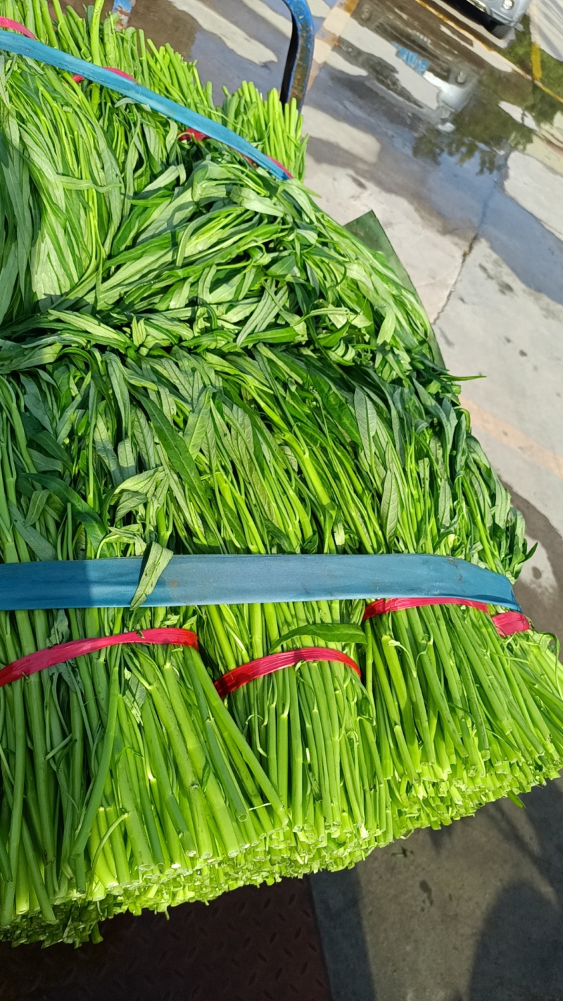 精品空心菜