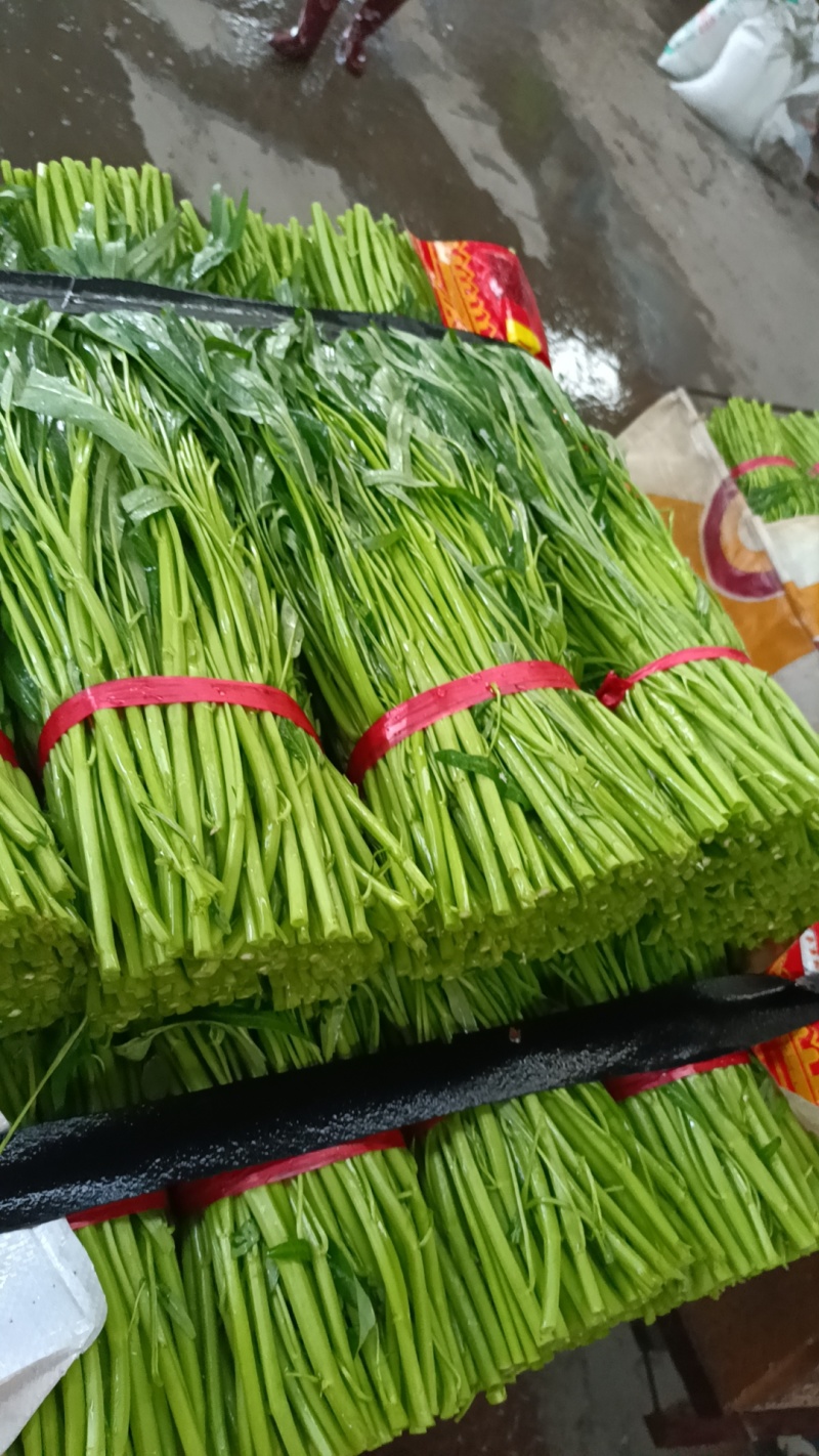 精品空心菜