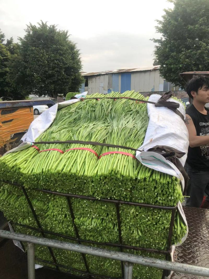 精品空心菜