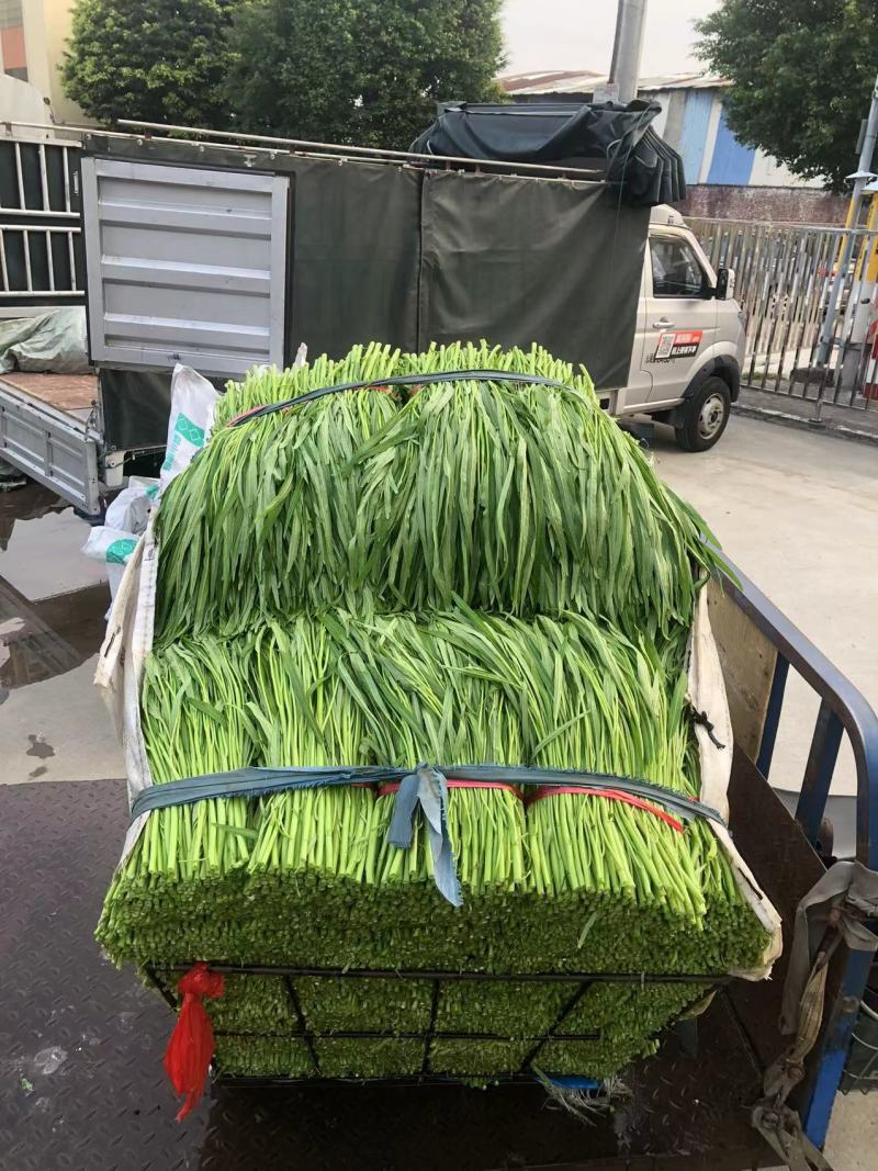 精品空心菜