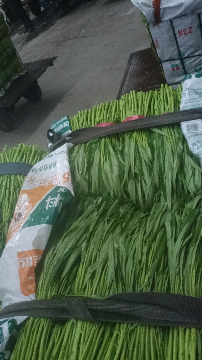 精品空心菜