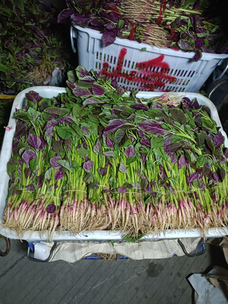 精品空心菜