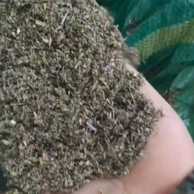 蜘蛛香种子开始产新了，发芽率90%以上，对接全国