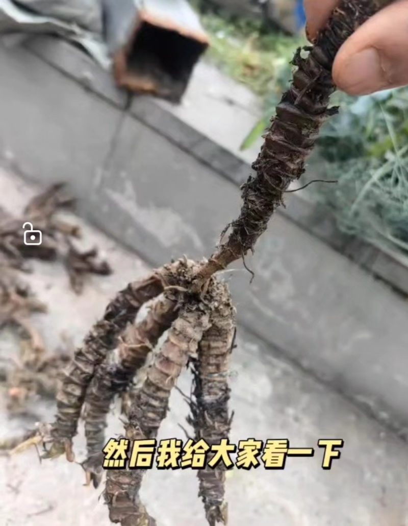 蜘蛛香种子开始产新了，发芽率90%以上，对接全国