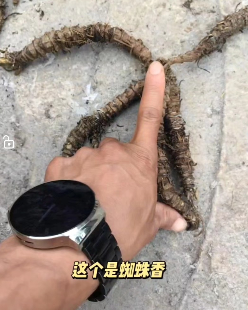蜘蛛香种子开始产新了，发芽率90%以上，对接全国