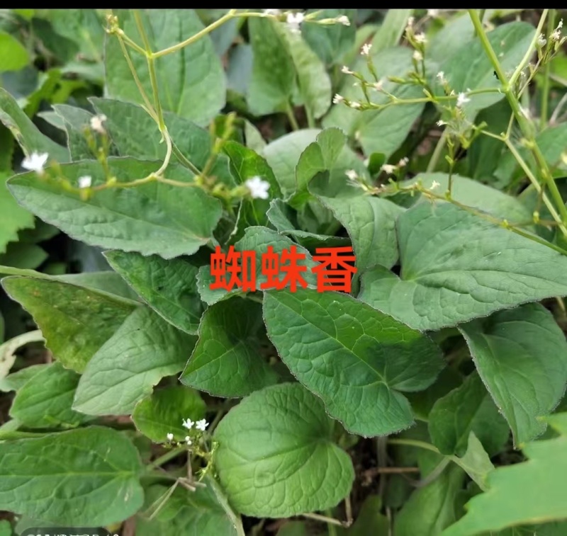 蜘蛛香种子开始产新了，发芽率90%以上，对接全国