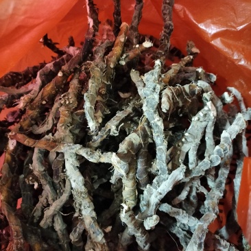 精品石昌蒲干货