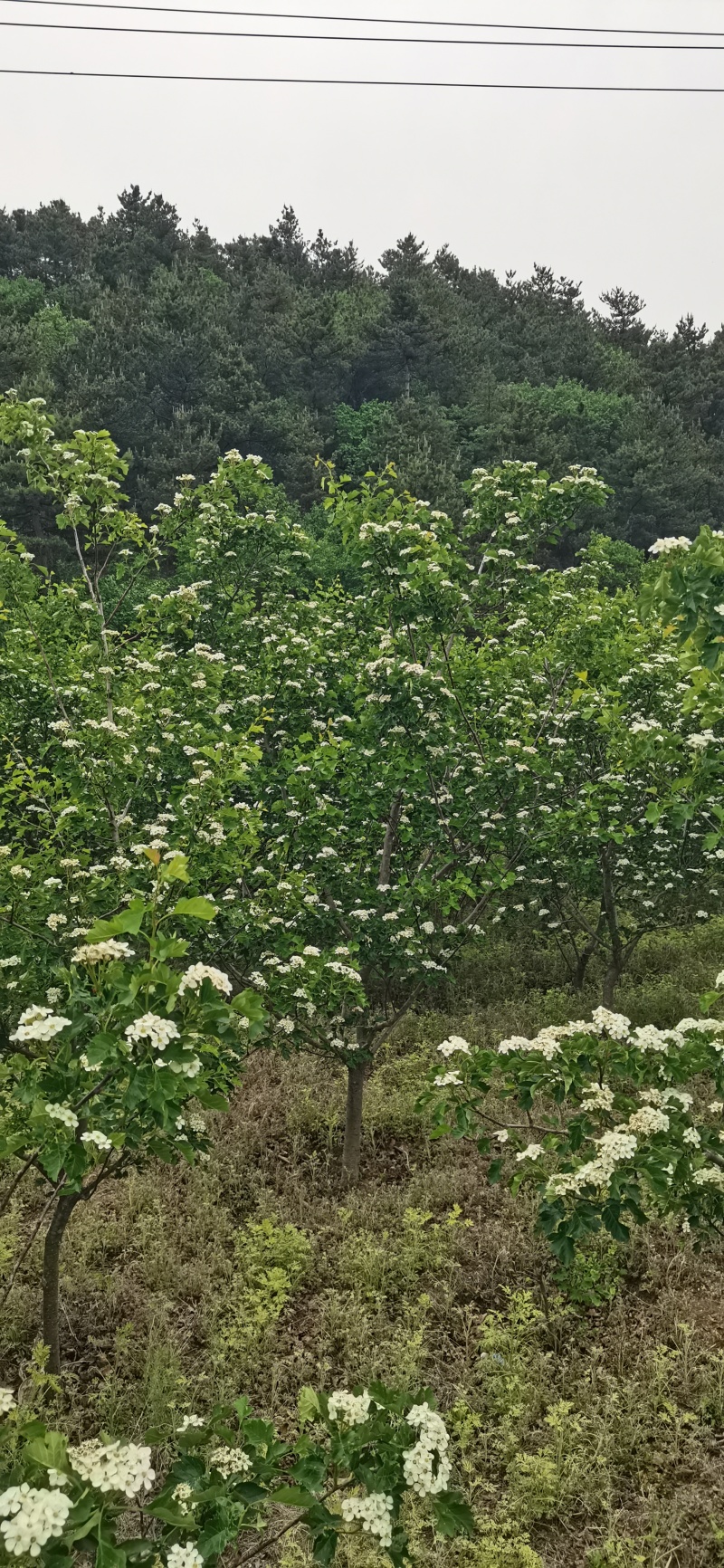 大果磨盘山楂树十年生3000多棵