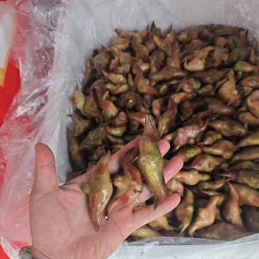 新鲜菱角