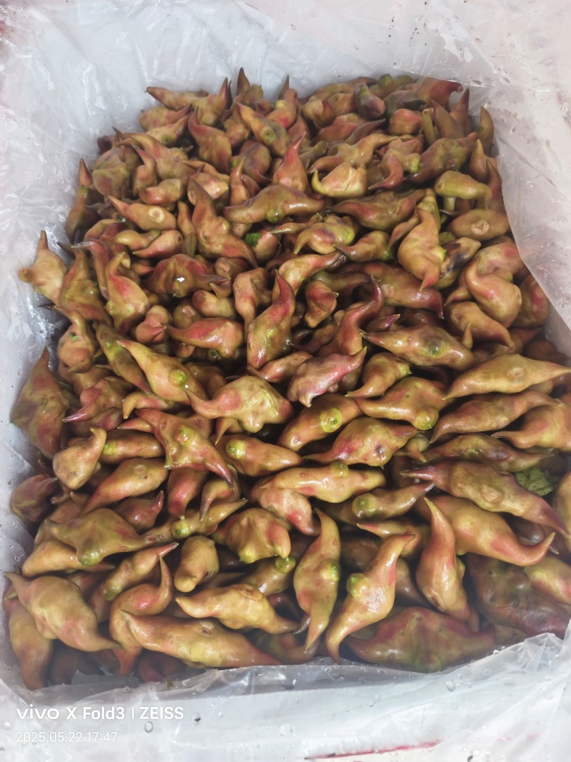 新鲜菱角
