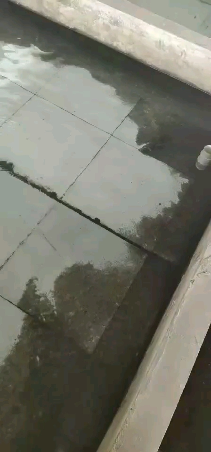黄颡鱼苗水花，黄辣丁水花，黄骨鱼水花。体质好，存活率高。