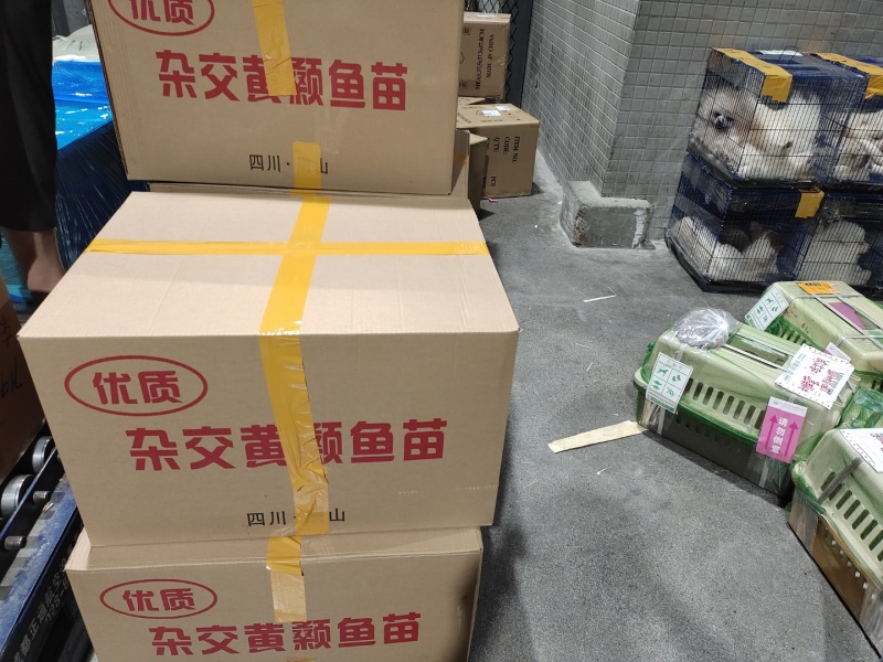 黄颡鱼苗水花，黄辣丁水花，黄骨鱼水花。体质好，存活率高。