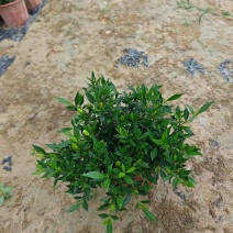 小叶栀子花