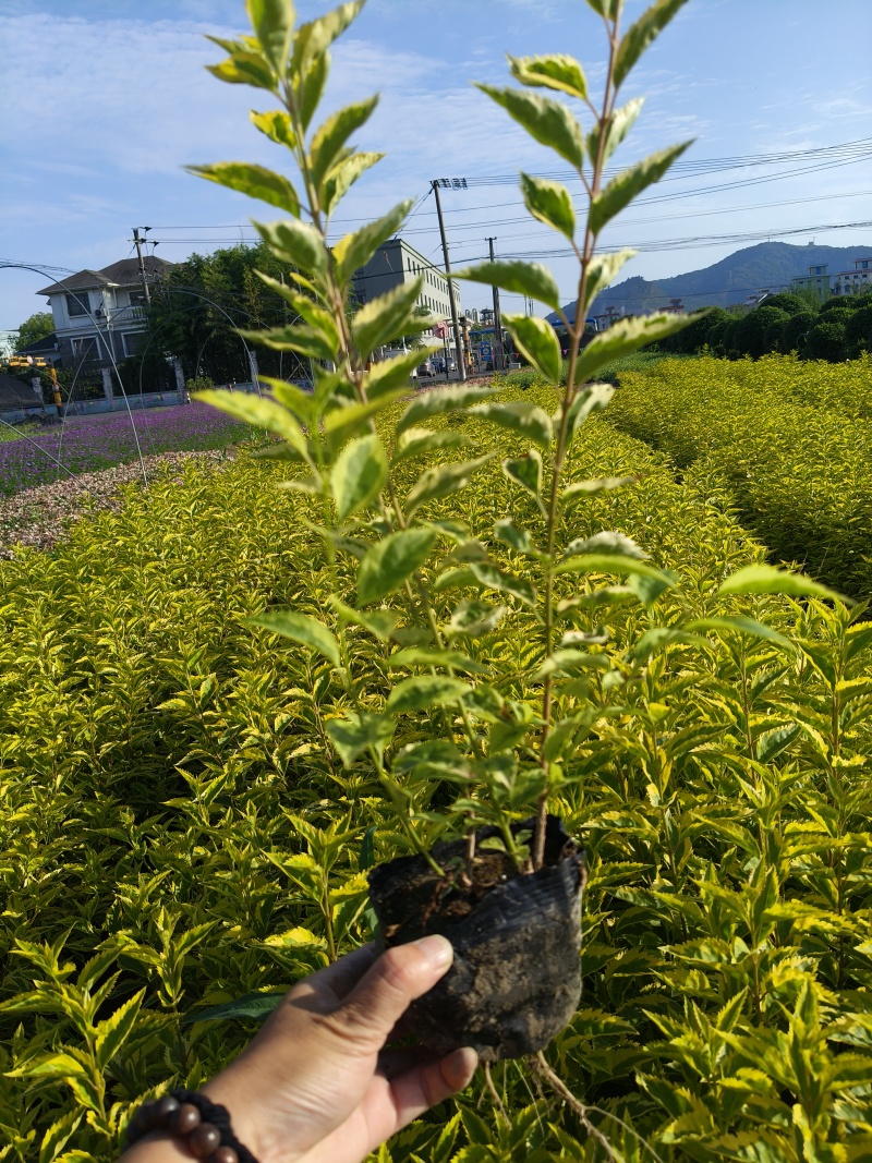 金叶连翘大杯平面高度40一50cm，基地有量，欢迎来订购
