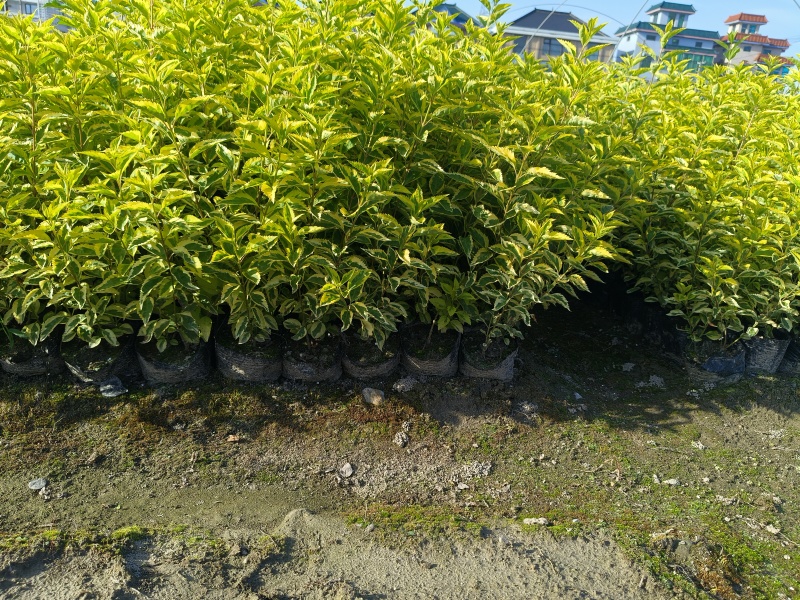 金叶连翘大杯平面高度40一50cm，基地有量，欢迎来订购