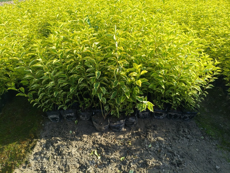 金叶连翘大杯平面高度40一50cm，基地有量，欢迎来订购