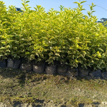 金叶连翘大杯平面高度40一50cm，基地有量，欢迎来订购