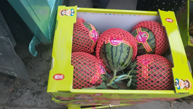 河北清苑西瓜大量上市2k小糖丸L600美都麒麟甜王