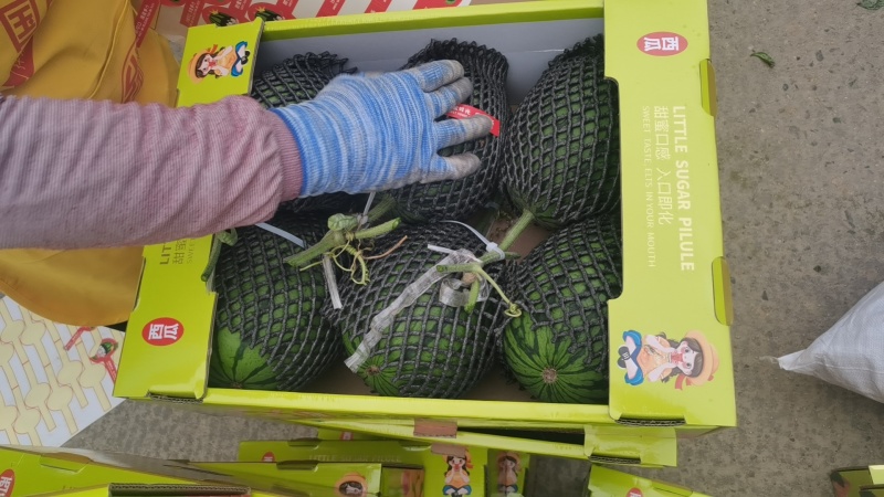 河北全美2k小糖丸冰糖子小吊瓜甜王