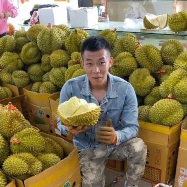 金枕榴莲一手批发价格，A果保5房，坏果包赔，货到付款