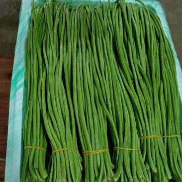 湖北长豆角缸豆产地直发一手货源保证质量代发全国