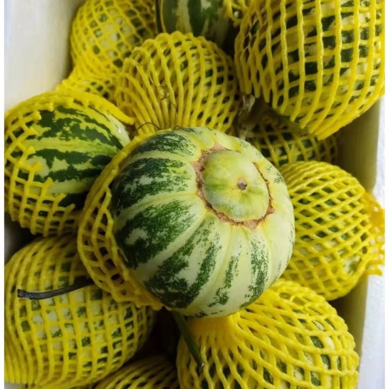花蕾甜瓜精品甜瓜，花龙密，欢迎全国各地新老客户前来收购。
