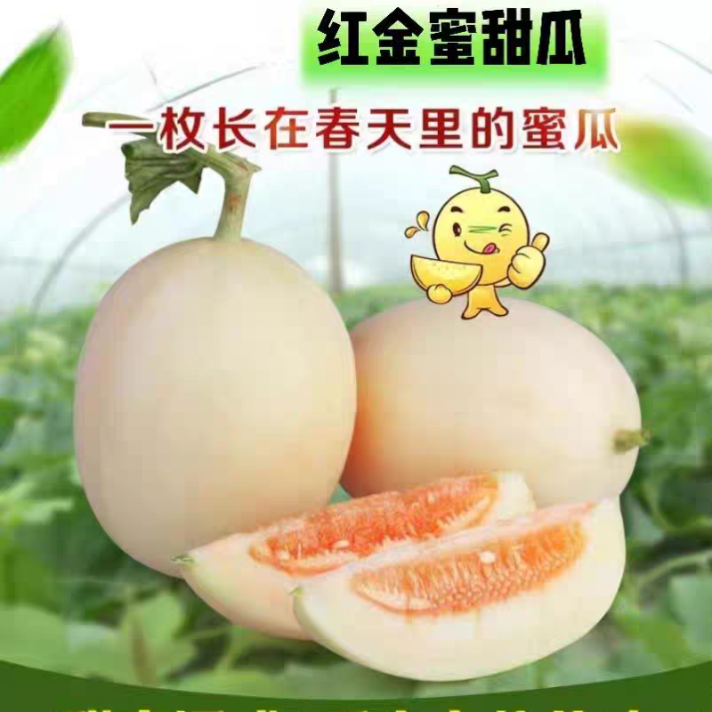 《精选》红金蜜甜瓜红肉脆梨甜瓜大量上市现摘现发对接全国