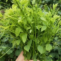 天然赤苍藤菜