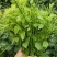 天然赤苍藤菜