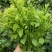 天然赤苍藤菜