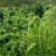 天然赤苍藤菜