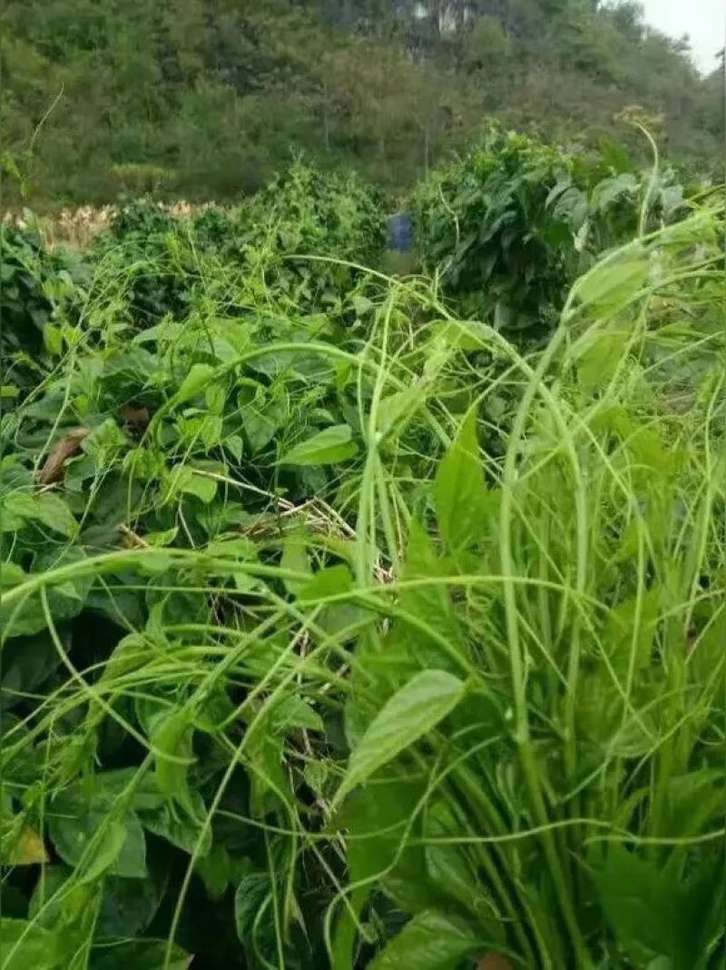 天然赤苍藤菜