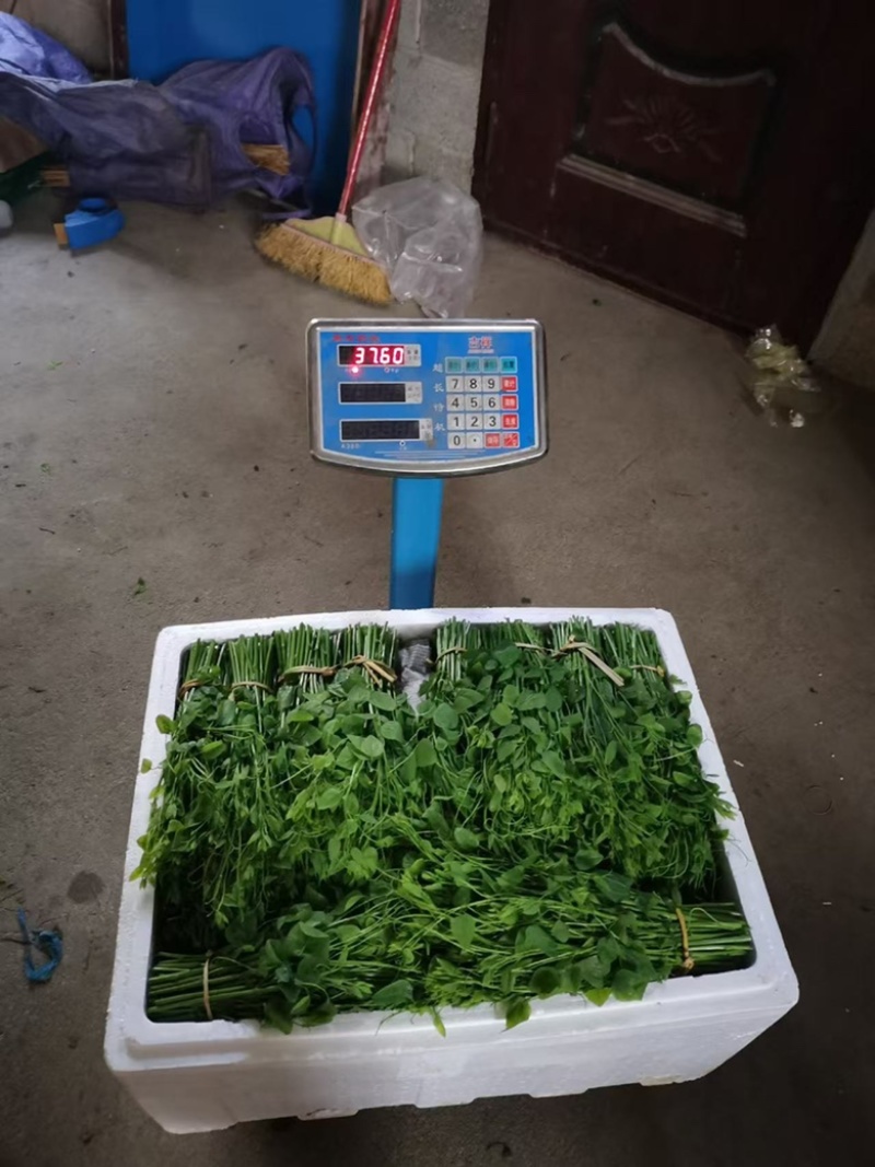 天然赤苍藤菜