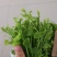 天然赤苍藤菜