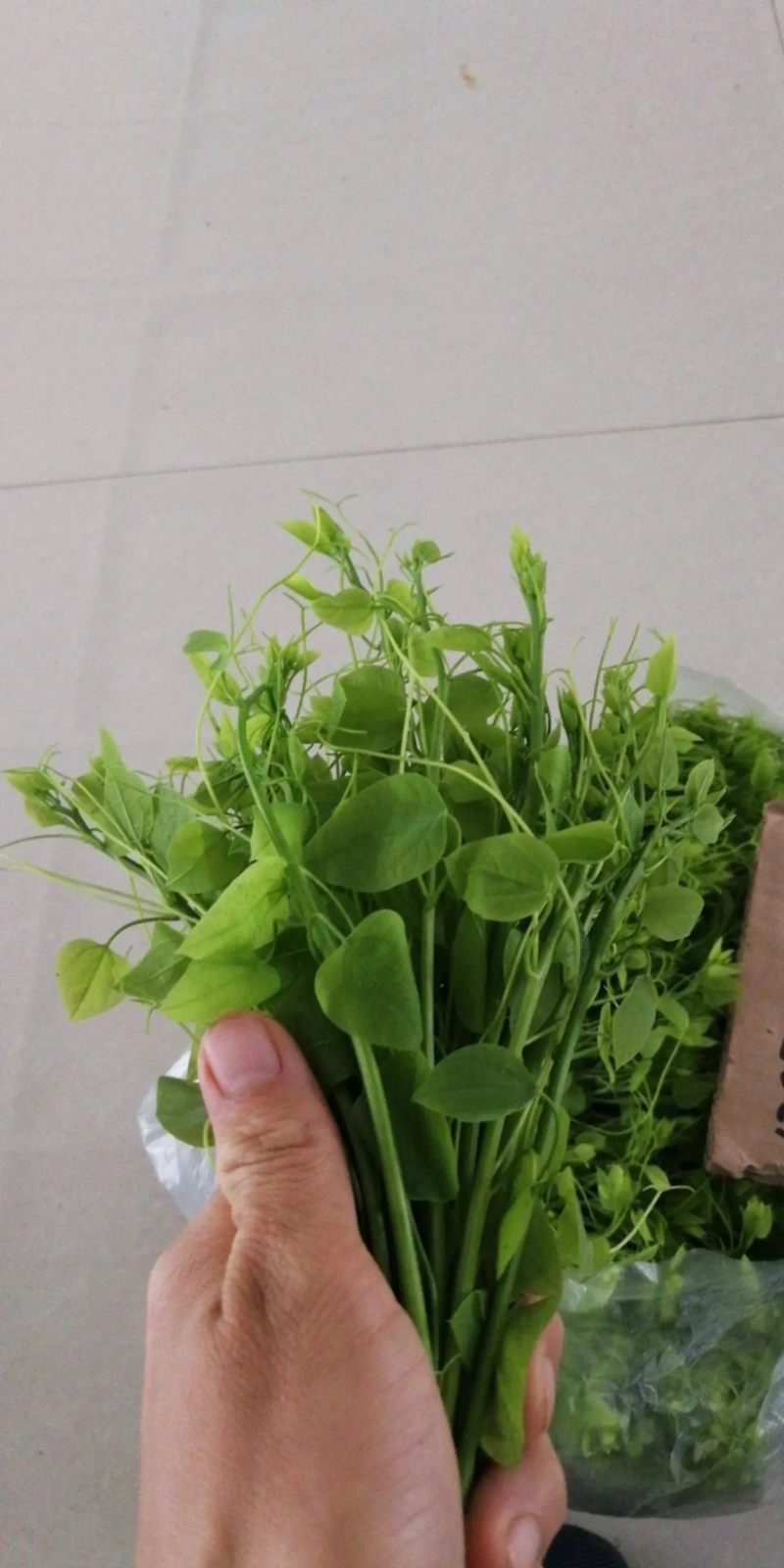 天然赤苍藤菜