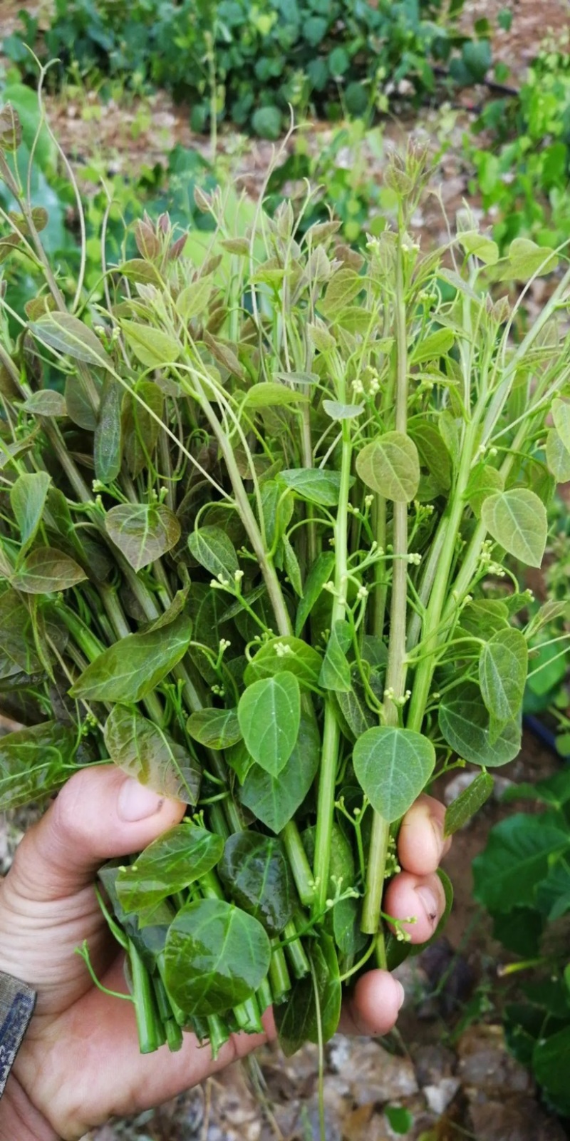 天然赤苍藤菜