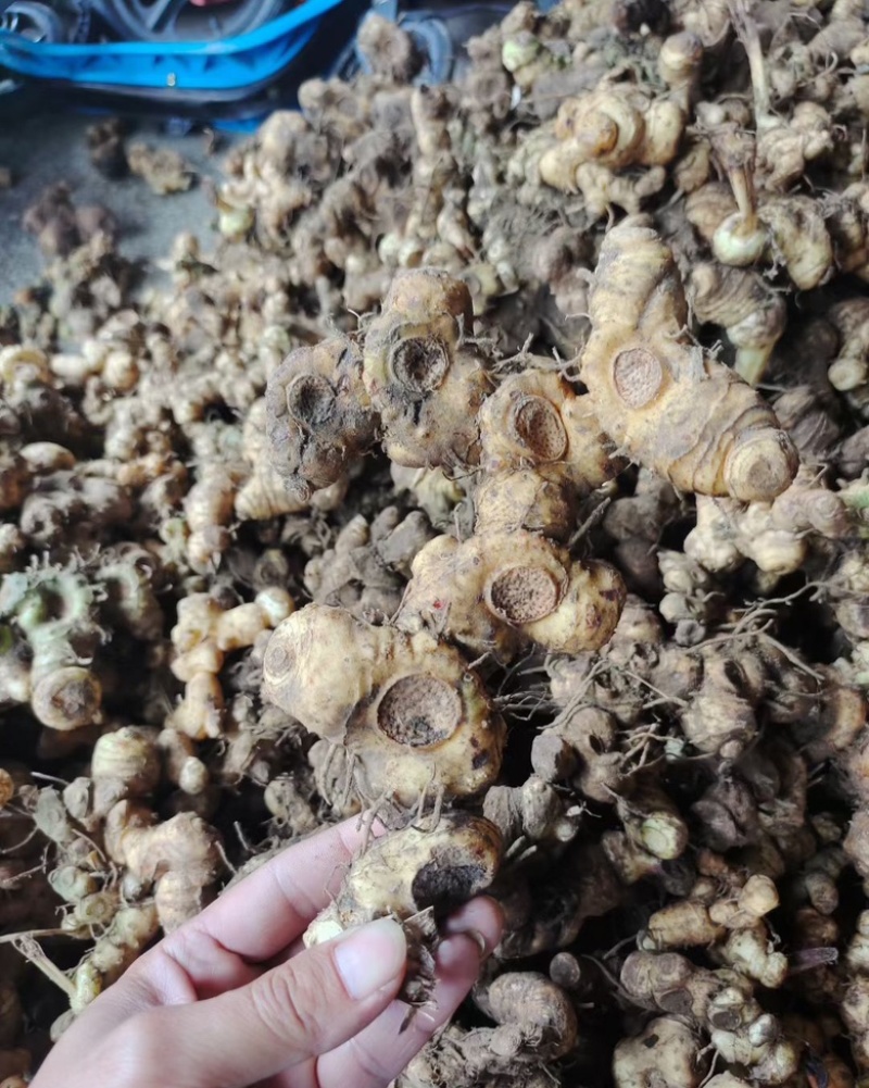野生黄精三蒸三晒黄精黄精干
