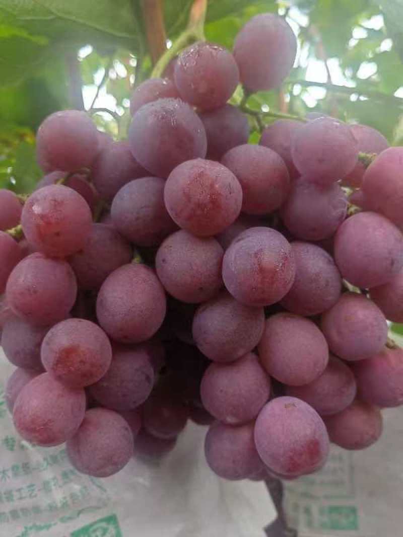 红提