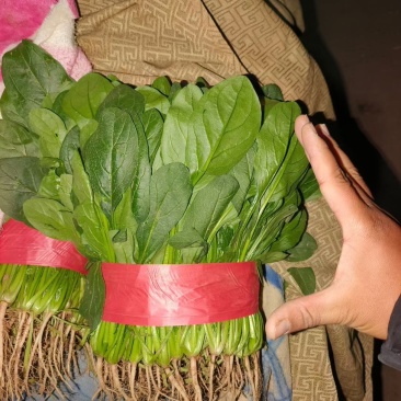 精品菠菜