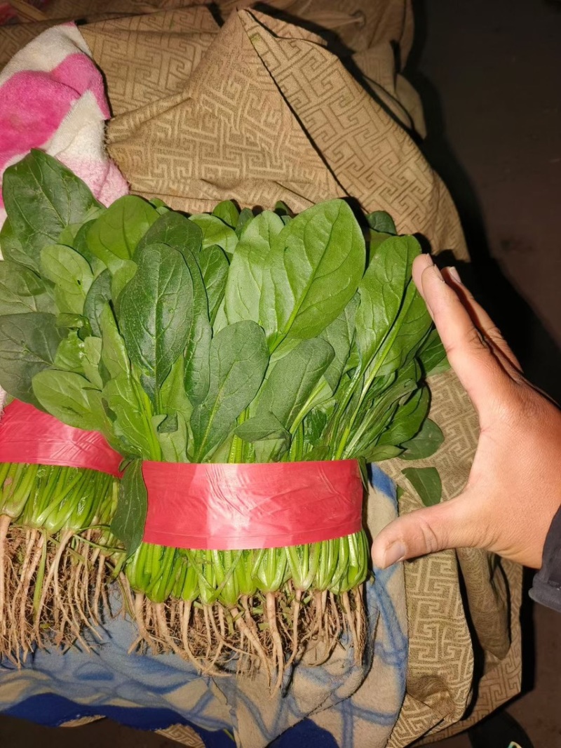 精品菠菜